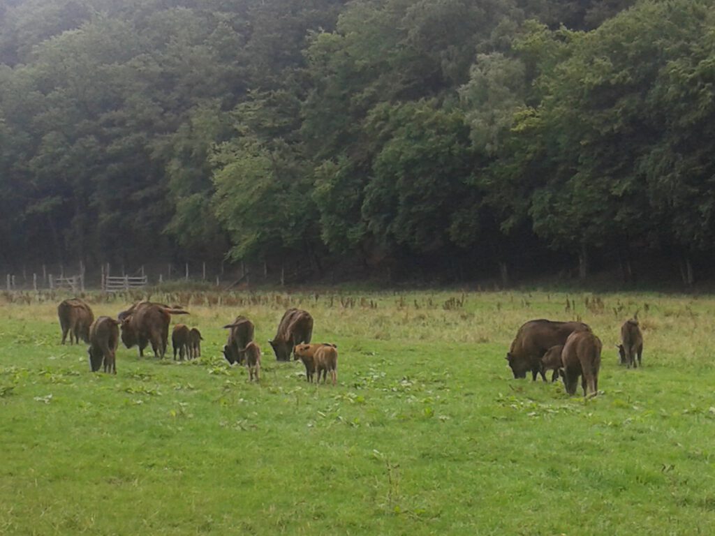 Wisente im Wisentgehege Warburg-Hardehausen
