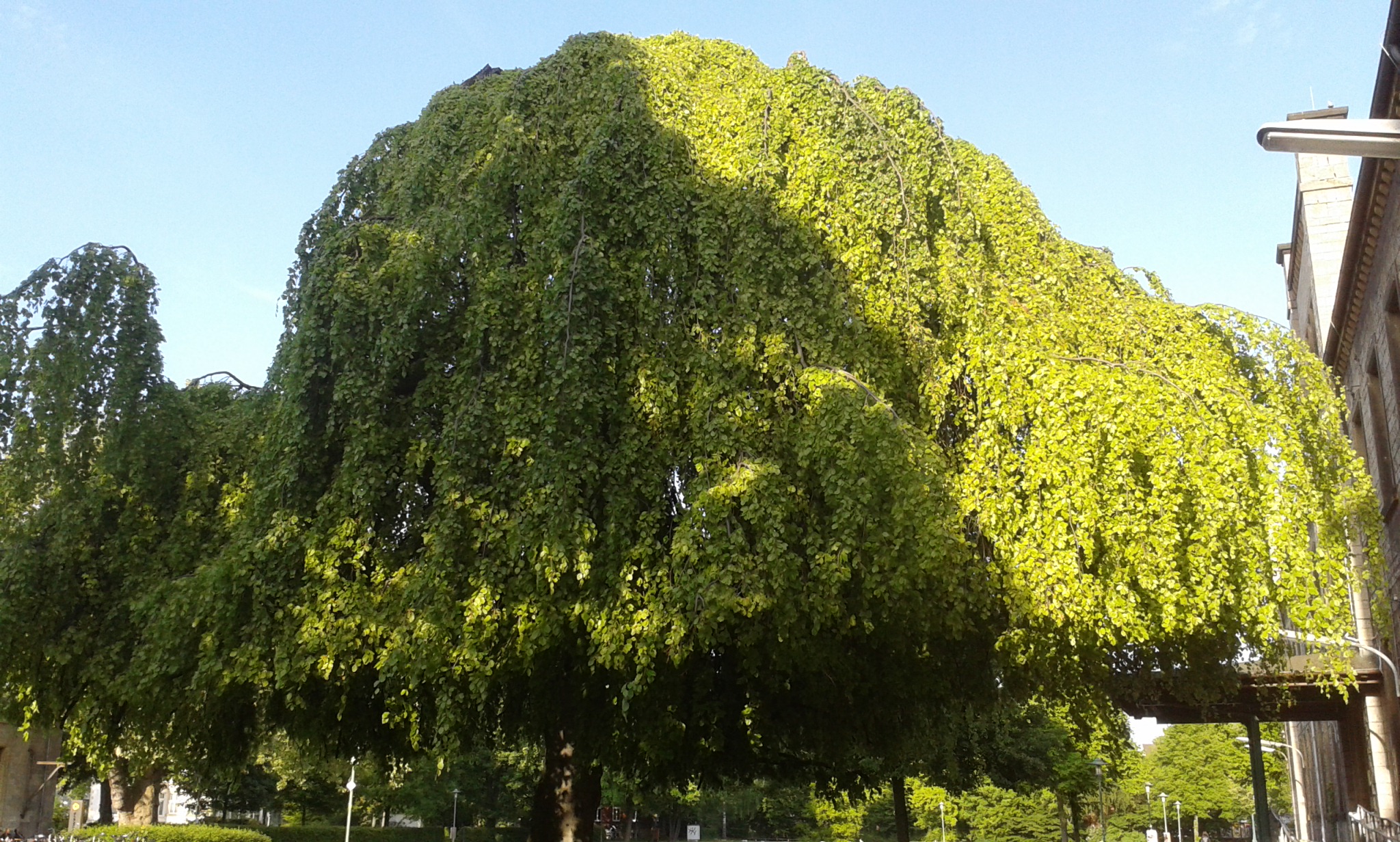 Hängebuche im Ravensberger Park zu Bielefeld