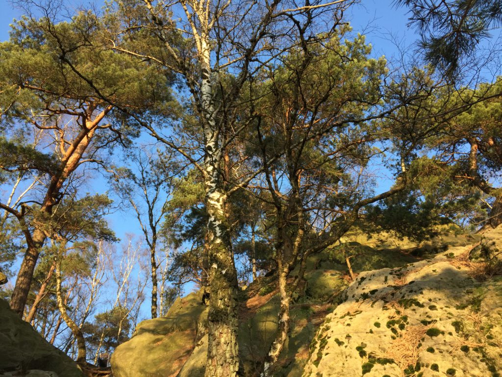Doerenther Klippen im Teutoburger Wald (Foto: Korff)