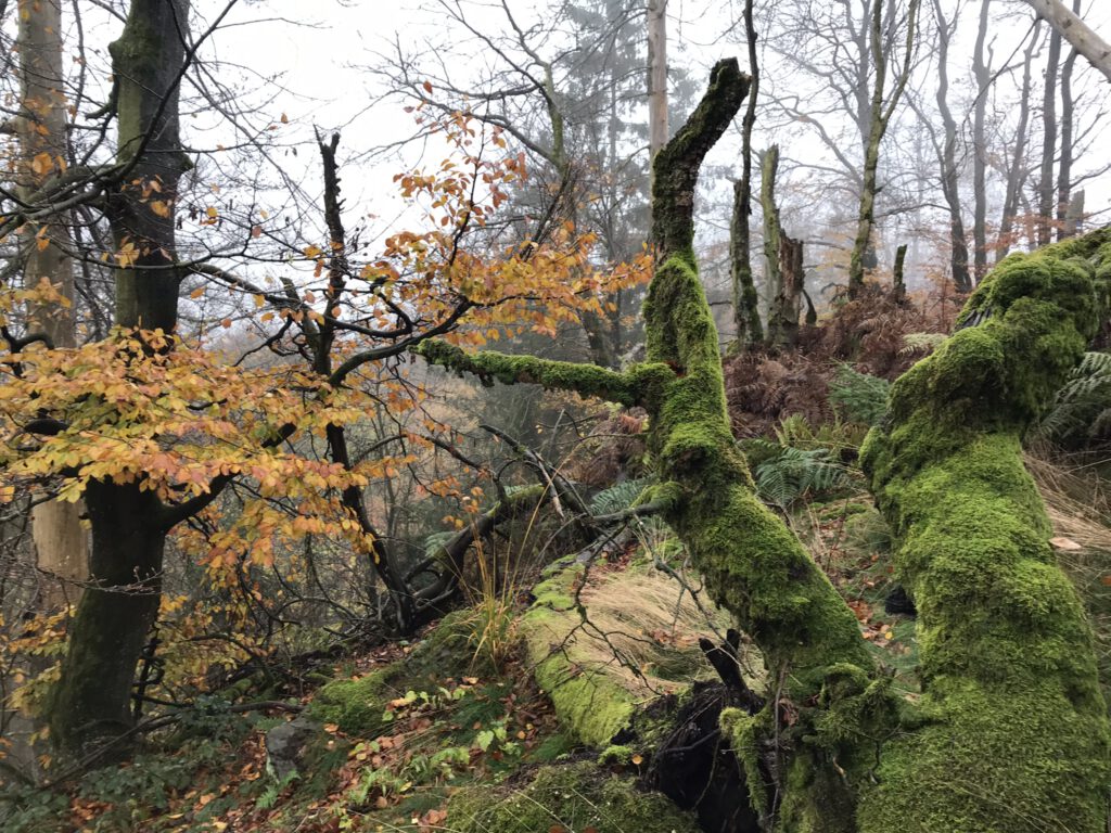 Eggegebirge bei Borlinghausen (Foto: Korff)