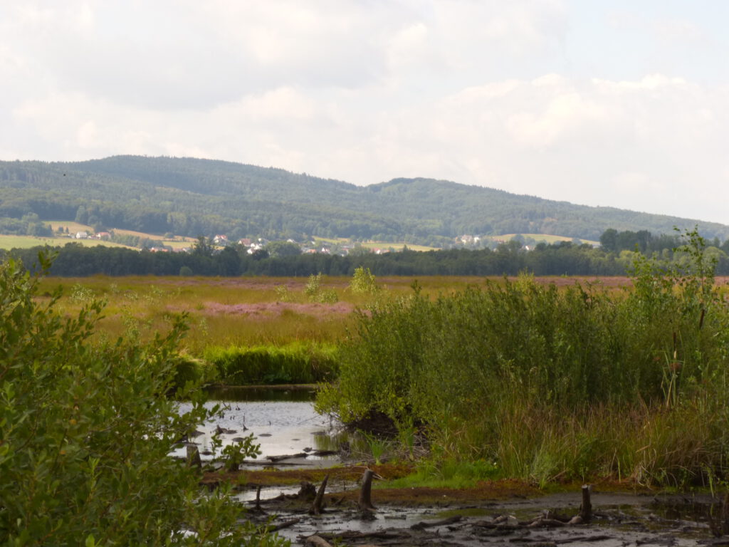 Großes Torfmoor bei Hille, im Hintergrund das Wiehengebirge (Foto: Korff)